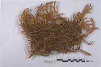 藏品(大耳擬扭葉苔 )的圖片